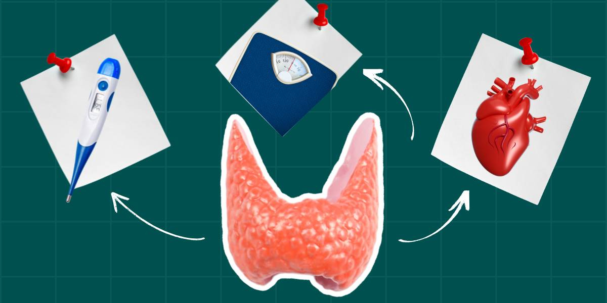 Фото статті Чи правильно функціонує ваша щитоподібна залоза?